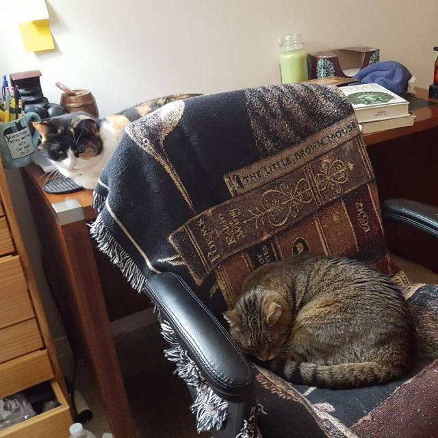 Cat Chair Picture 1